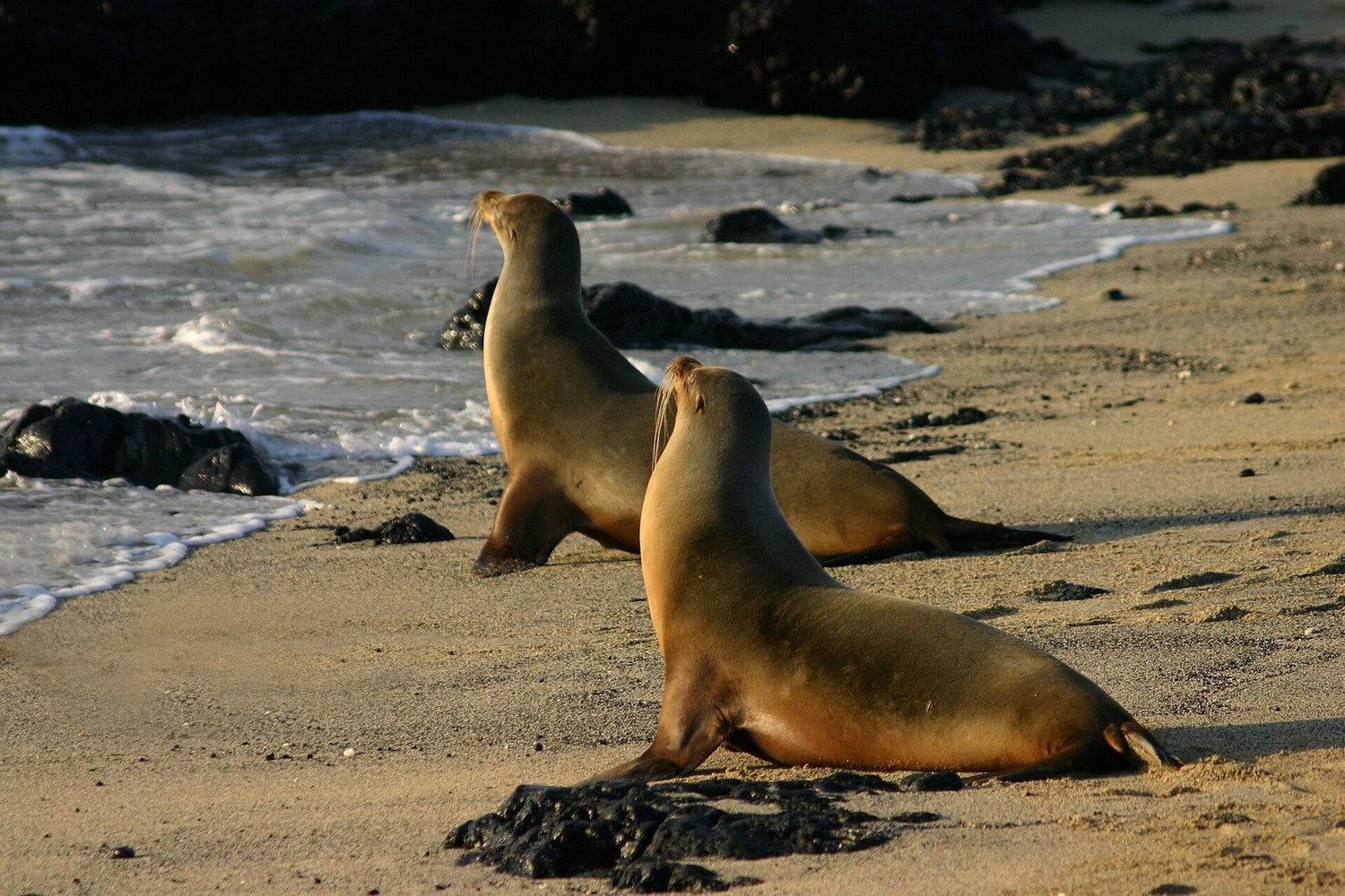 Lobos marinos descansando en una playa de las islas Galápagos